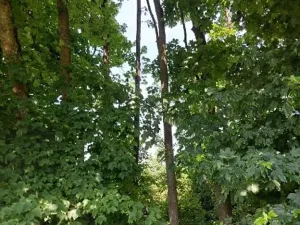 Prodej lesa, Žirovnice, 7361 m2