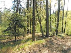 Prodej lesa, Havlíčkův Brod, 12933 m2