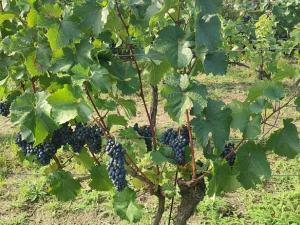 Prodej sadu/vinice, Blučina, 2677 m2