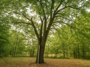 Prodej zahrady, Újezdec, 1891 m2