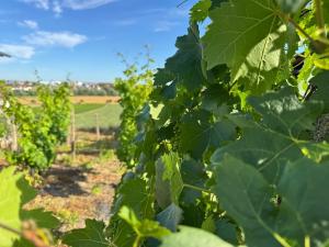 Prodej rodinného domu, Bořetice, 180 m2