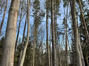 Prodej lesa, Louňovice pod Blaníkem, 4560 m2