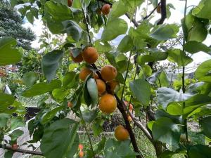 Prodej zahrady, Plzeň, Sluneční, 341 m2