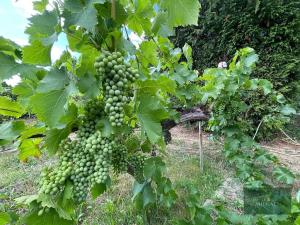 Prodej zahrady, Plzeň, Sluneční, 359 m2