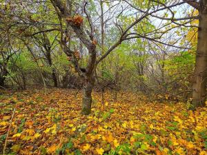 Prodej pozemku pro bydlení, Uhřice, 801 m2