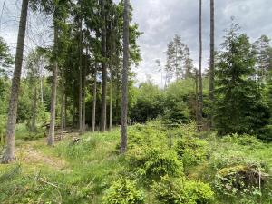 Prodej lesa, Blížejov - Lštění, 4152 m2