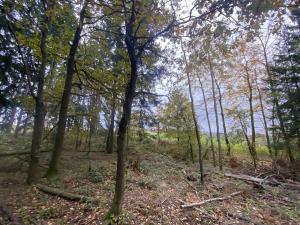 Prodej lesa, Srbice - Těšovice, 3279 m2