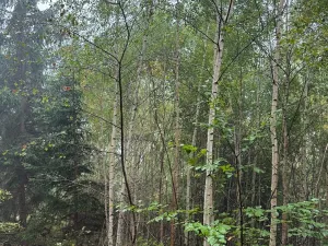 Prodej lesa, Zábrdí, 9676 m2