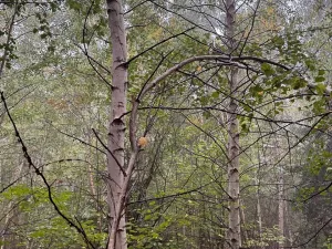 Prodej lesa, Zábrdí, 9676 m2