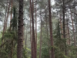 Prodej lesa, Zábrdí, 9676 m2