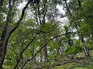 Prodej lesa, Radimovice, 7734 m2