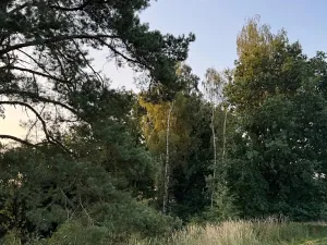 Prodej lesa, Horní Bukovina, 2690 m2