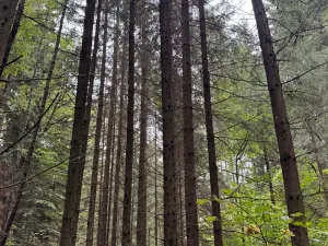 Prodej lesa, Nové Hrady, 5524 m2