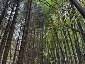 Prodej lesa, Nové Hrady, 5524 m2