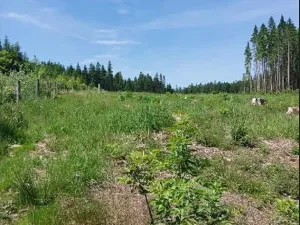 Prodej lesa, Častrov, 5341 m2