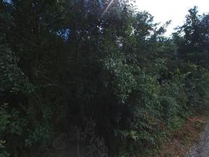 Pronájem zahrady, Dolní Kounice, 2459 m2