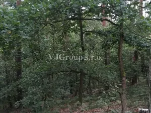 Prodej lesa, Bradlec, 4578 m2
