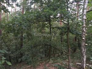 Prodej lesa, Bradlec, 4578 m2