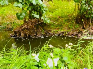 Prodej louky, Rybníky, 1277 m2