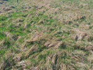 Prodej pozemku pro bydlení, Heřmanov - Fojtovice, 1263 m2