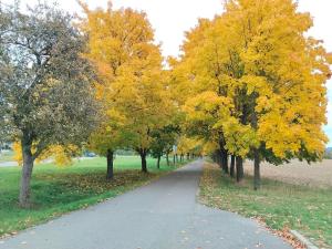 Pronájem bytu 2+kk, Kozojedy, 46 m2