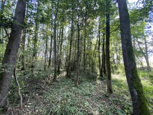 Prodej pozemku, Lánov - Horní Lánov, 718 m2