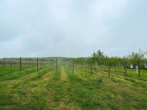 Prodej pozemku, Blatnice pod Svatým Antonínkem, 2471 m2