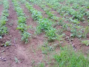 Prodej zahrady, Doubravčice, 7161 m2