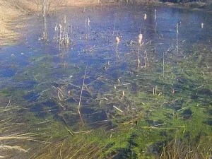 Prodej zahrady, Doubravčice, 7161 m2