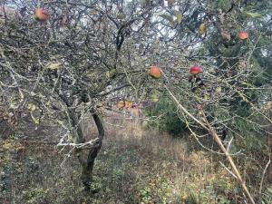 Prodej louky, Popovičky, 1643 m2