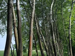 Prodej pozemku, Český Dub, 19364 m2