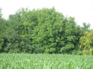 Dražba pole, Tovačov, 903 m2