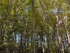 Prodej lesa, Mohelnice, 6148 m2