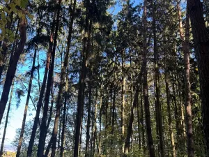 Prodej lesa, Mohelnice, 6148 m2