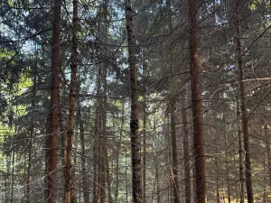 Prodej lesa, Ruda nad Moravou, 21892 m2