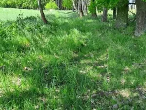 Prodej podílu lesa, Pacov, 475 m2