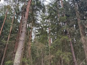 Prodej podílu lesa, Ledenice, 4462 m2