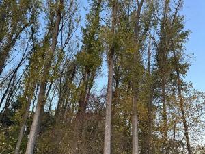 Prodej lesa, Sány, 1918 m2