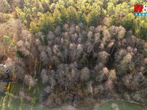 Prodej lesa, Týniště nad Orlicí - Štěpánovsko, 1042 m2