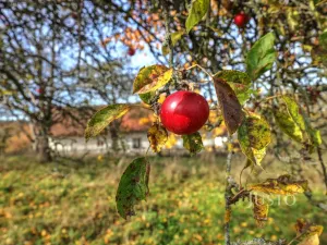 Prodej pozemku pro bydlení, Lipoltice - Sovoluská Lhota, 1087 m2