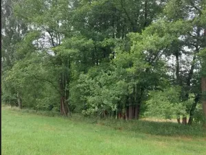 Prodej lesa, Dubovice, 1386 m2