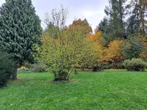 Prodej lesa, Chlístovice, 1161 m2