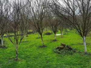 Prodej pozemku pro bydlení, Dub nad Moravou - Bolelouc, 1000 m2