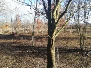 Prodej zahrady, Olomouc, 470 m2