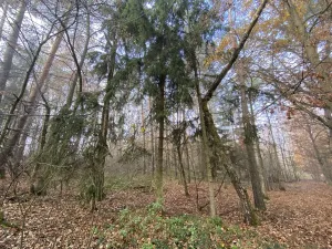 Prodej lesa, Chářovice, 617 m2