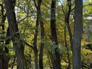 Prodej lesa, Chorušice, 2884 m2