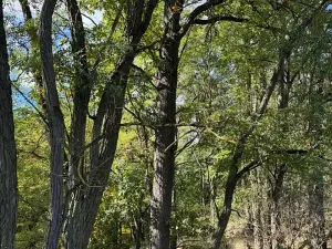 Prodej lesa, Chorušice, 2884 m2