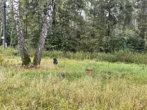 Prodej pozemku, Lučina, 2602 m2