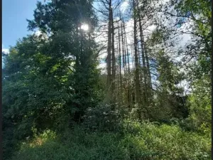 Prodej lesa, Ústrašín, 194 m2