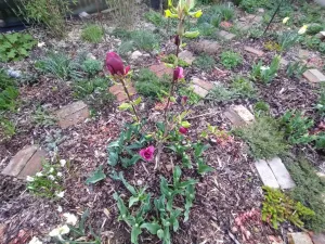 Prodej bytu 2+1, Kamenický Šenov, Palackého, 56 m2